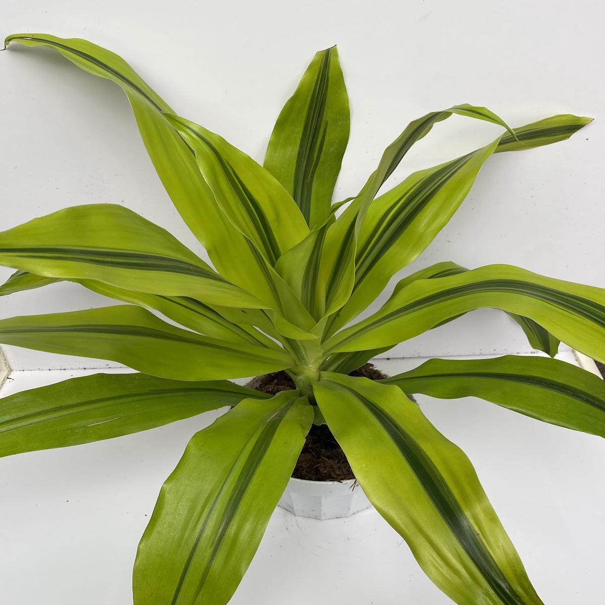 6" Dracaena Kristi, Tips