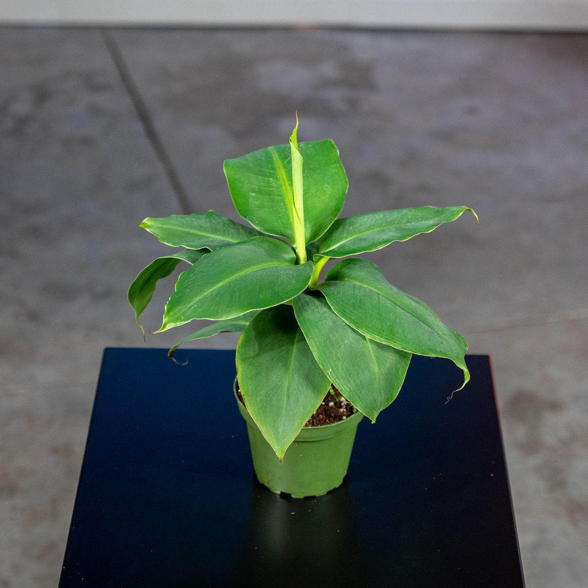 Banana Musa 'Truly Tiny'