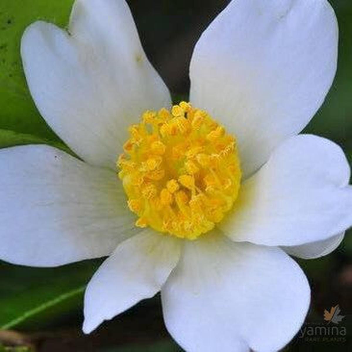 Camellia oleifera