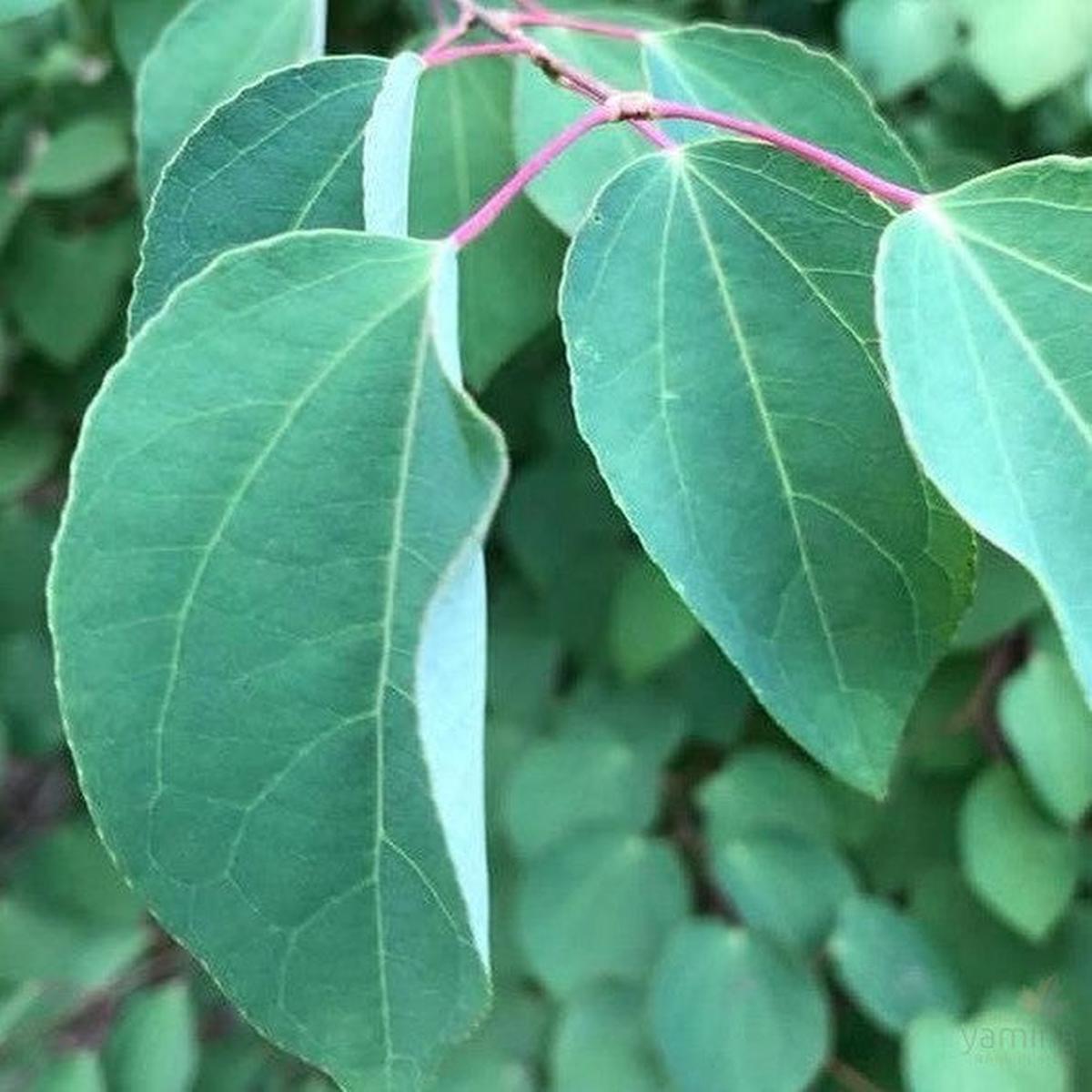 Cercidiphyllum japonicum (Katsura)
