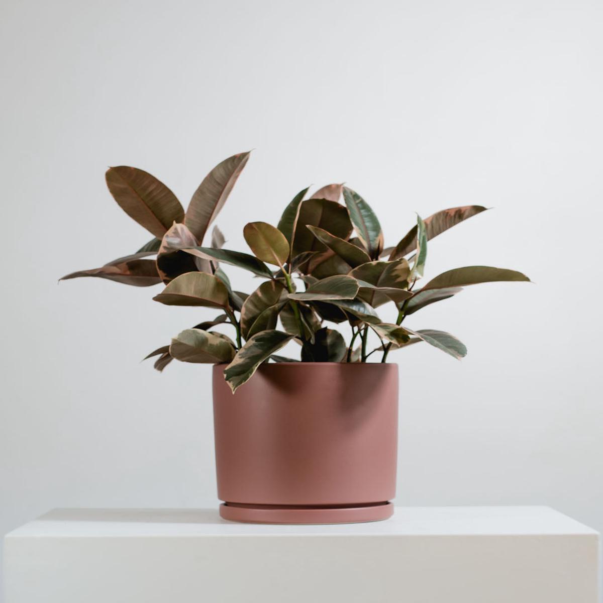 Medium 10 Inch MOMMA POTS CYLINDER - DUSTY ROSE