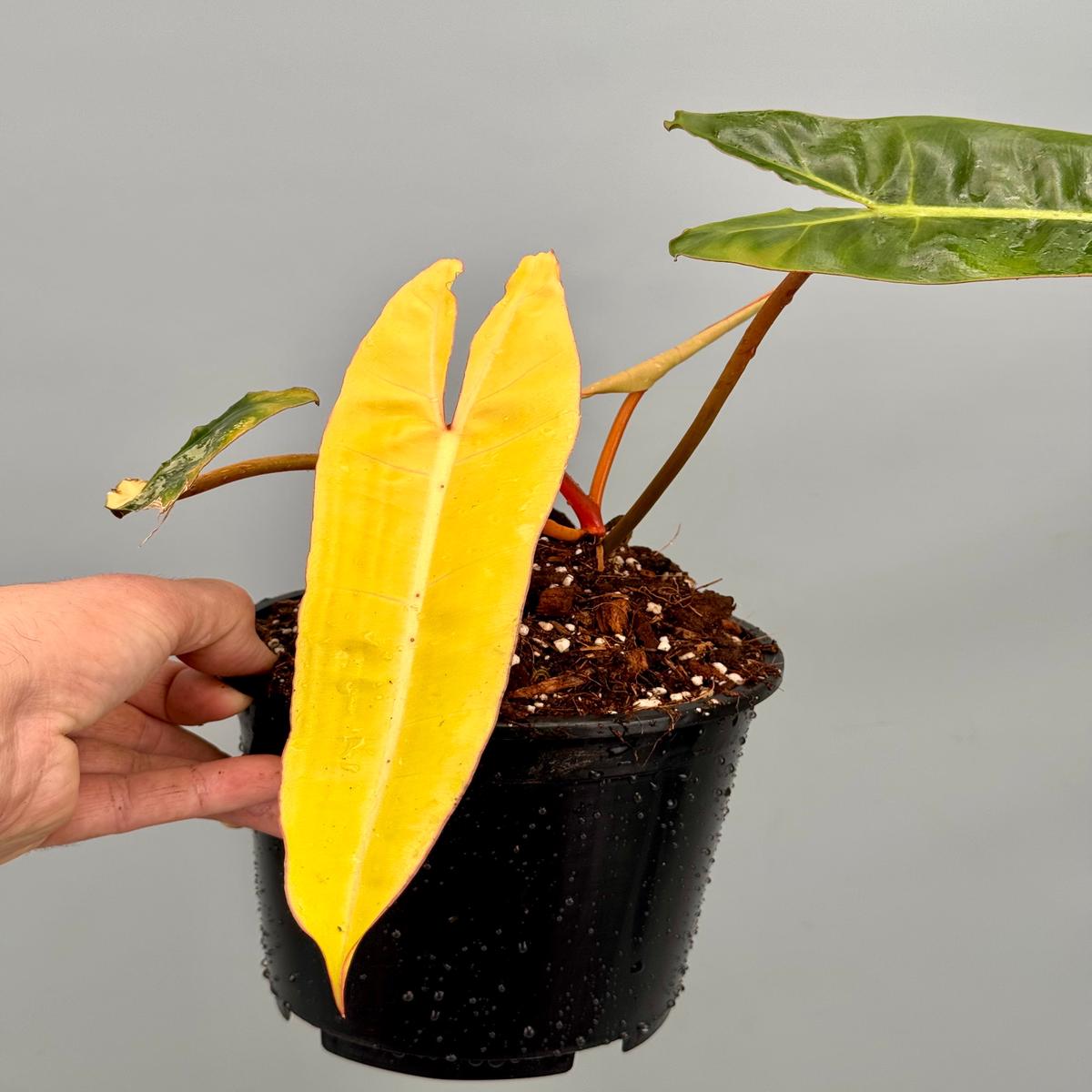Philodendron billietiae Variegata Small Size
