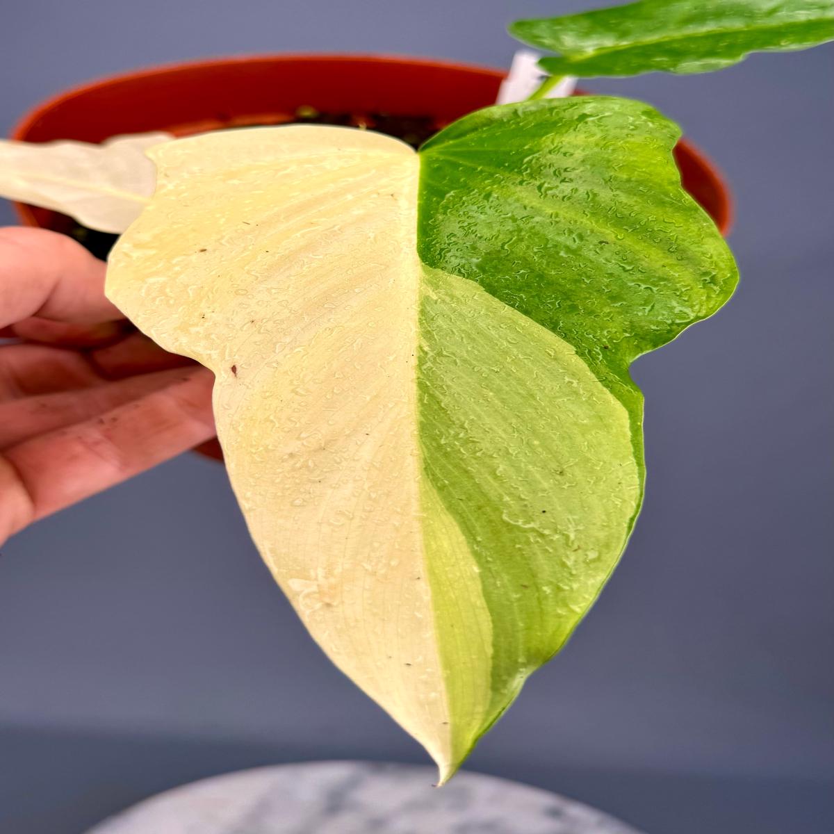 Philodendron "Golden Dragon" variegated albo nr 1