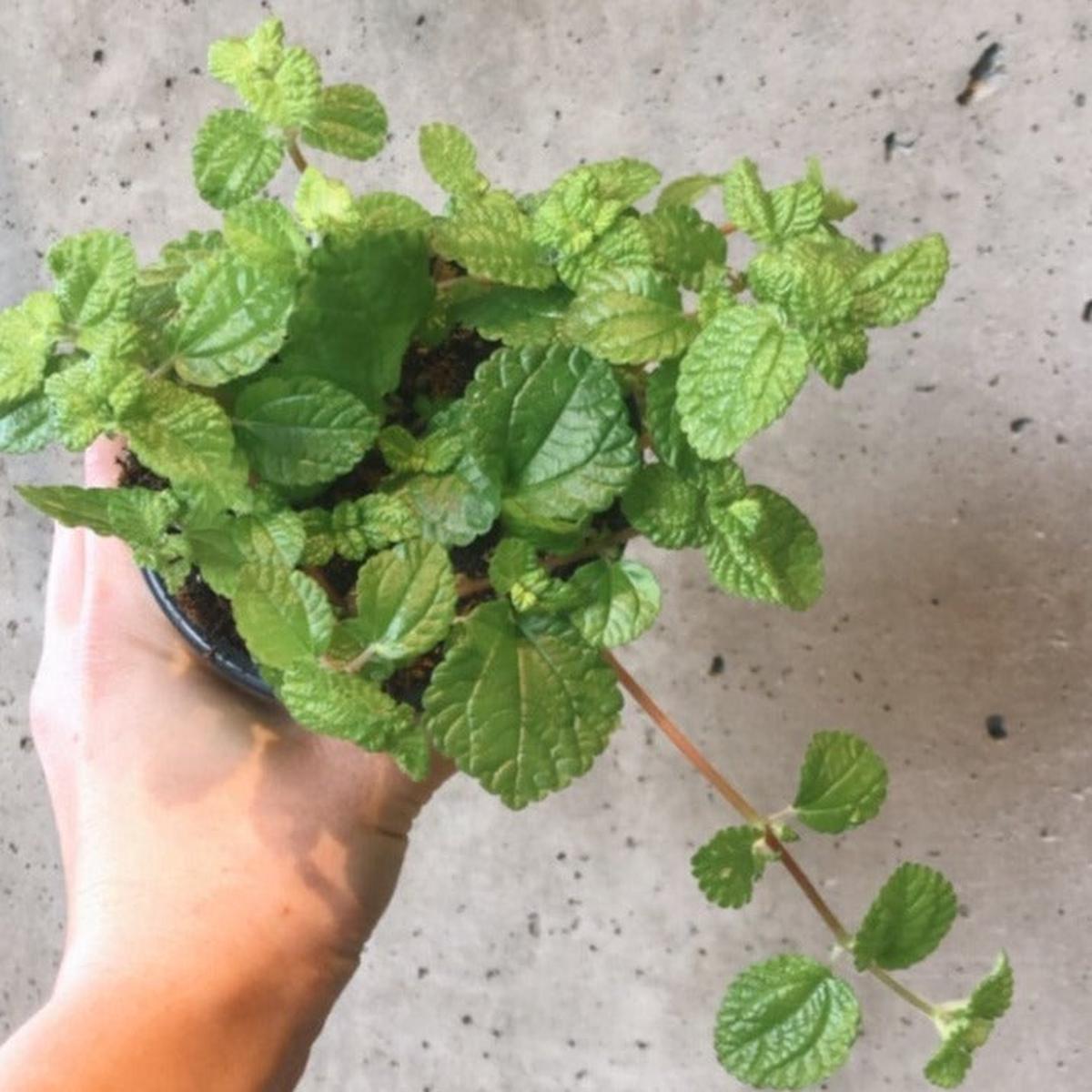 Pilea Birdsnest Crinkle