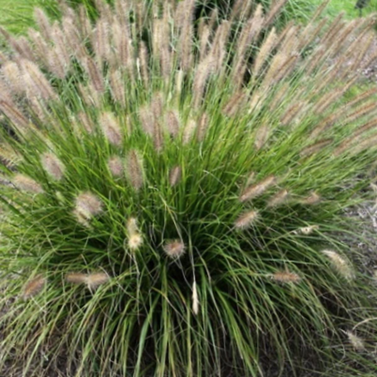 Praline Fountain Grass (Pennisetum 'Pe. Al. Praline') - 2 gallon