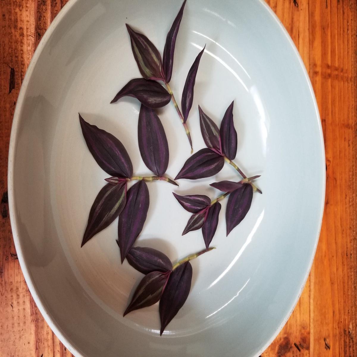 Tradescantia Zebrina Red Mini, Cuttings x5
