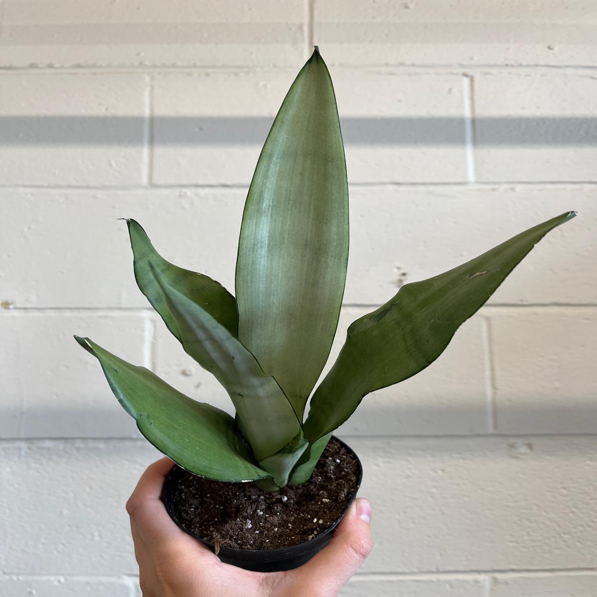 4 Sanseveria Moonshine