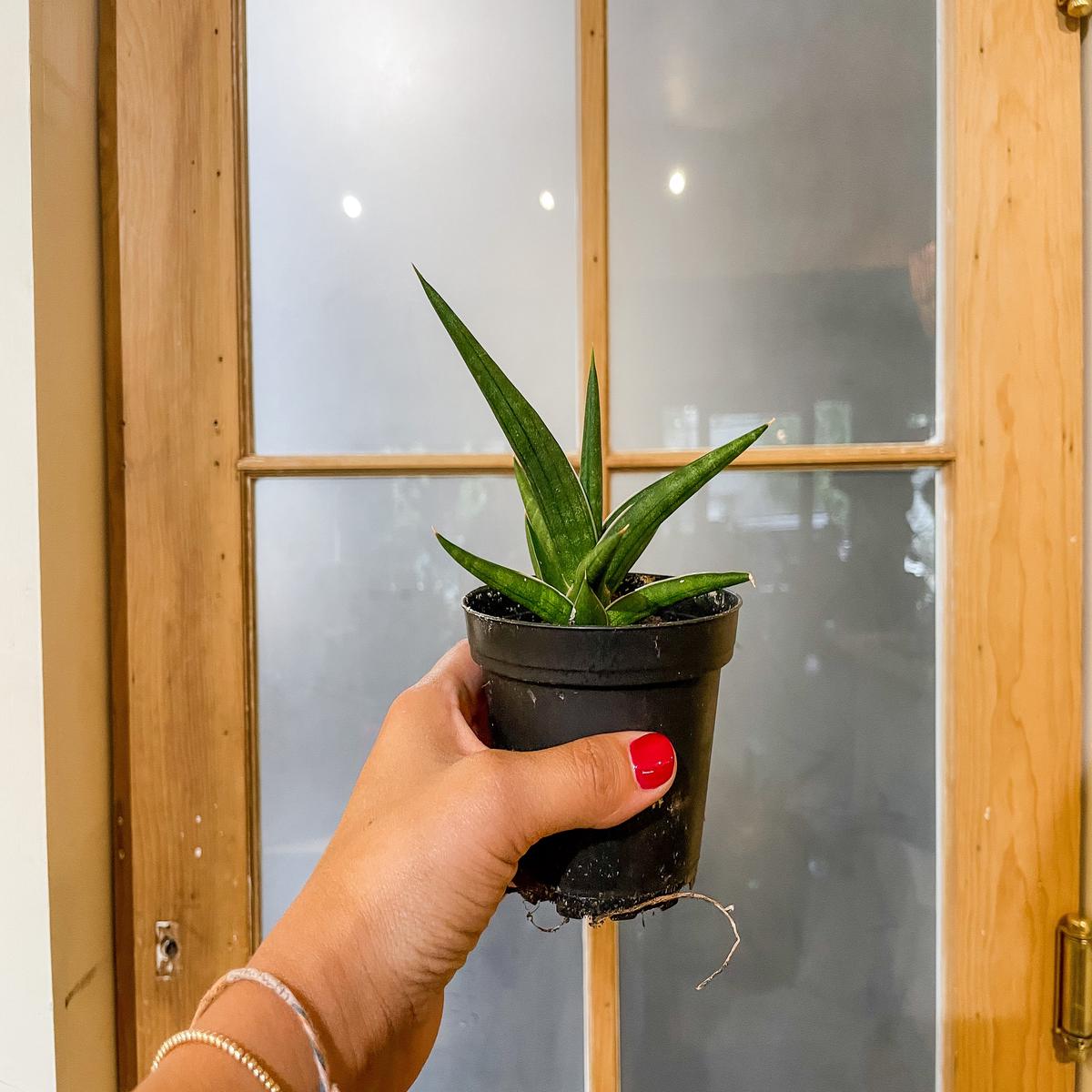 4" Sansevieria Stuckyii