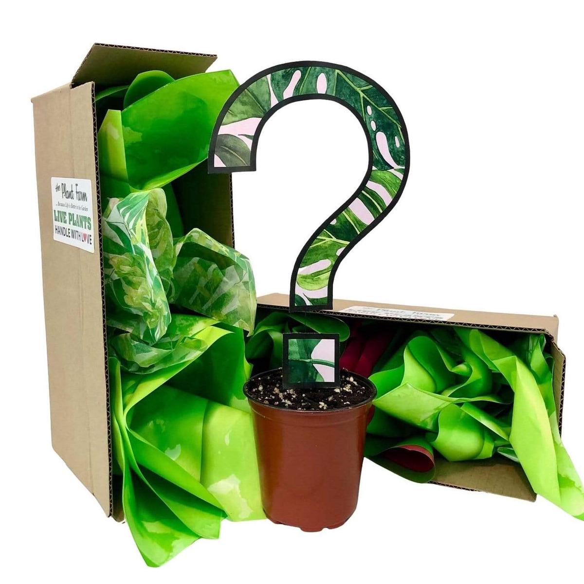 4" Subscription Box