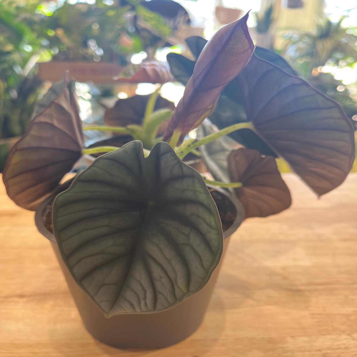 5 Alocasia Silver Nebula