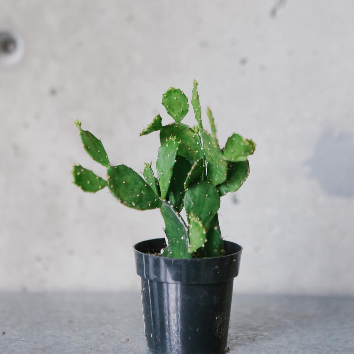 Argentine Opuntia