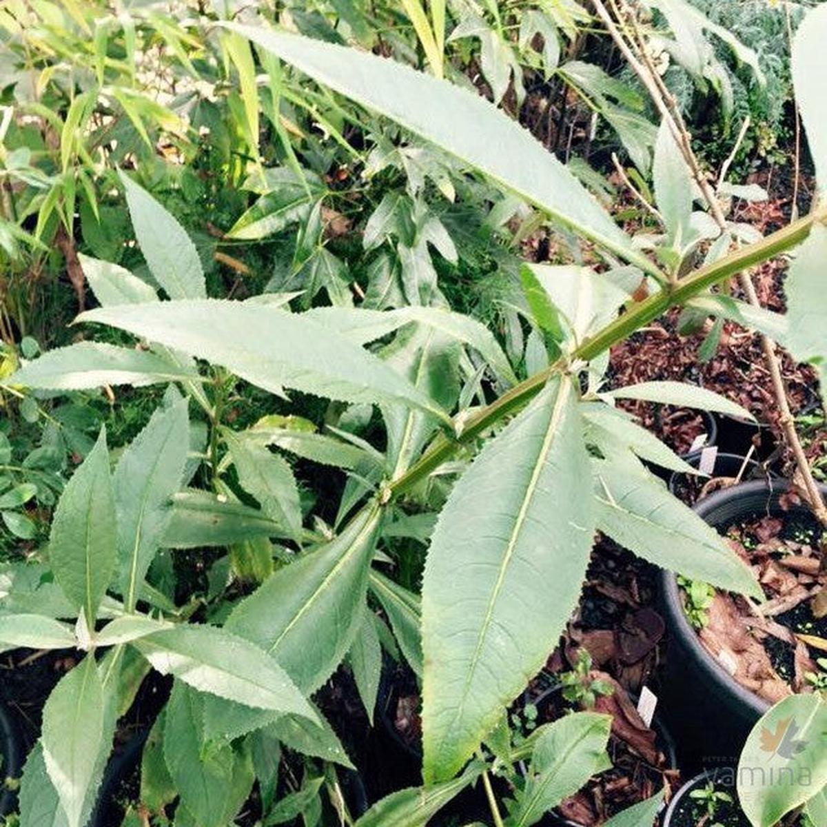 Buddleja colvillei