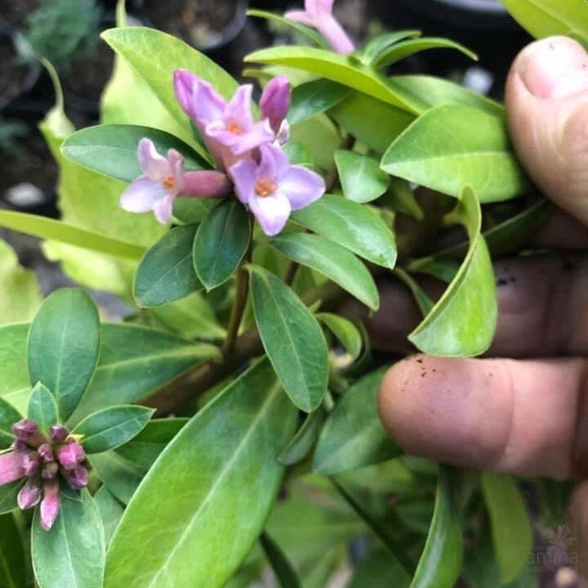 Daphne Hybrida