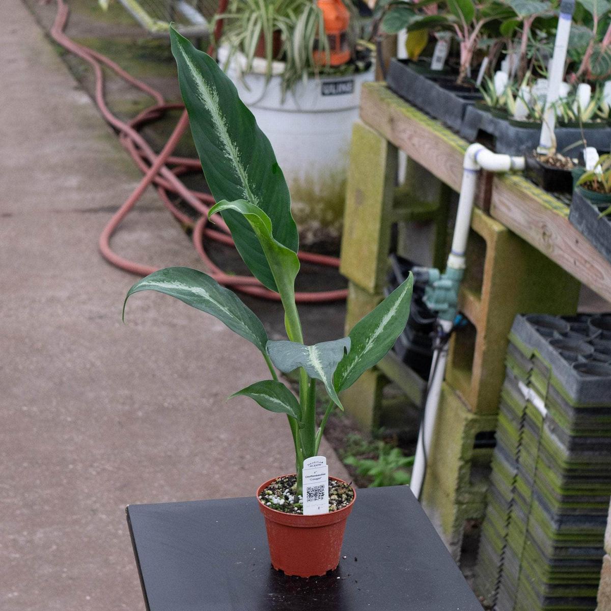 Dieffenbachia 'Cougar'