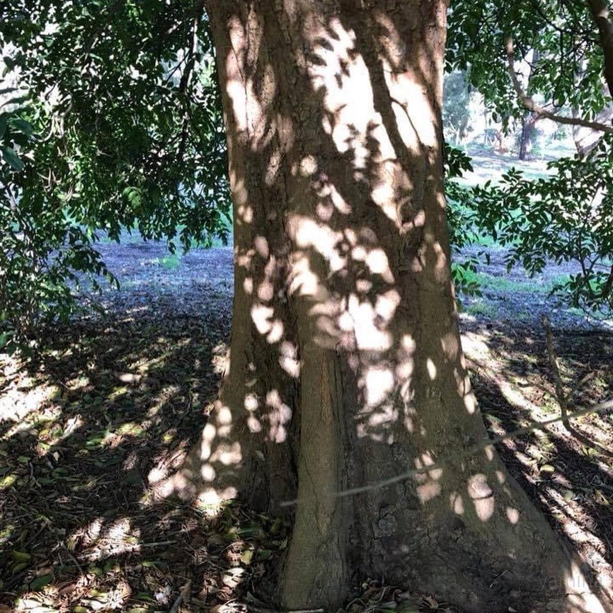 Flindersia australis