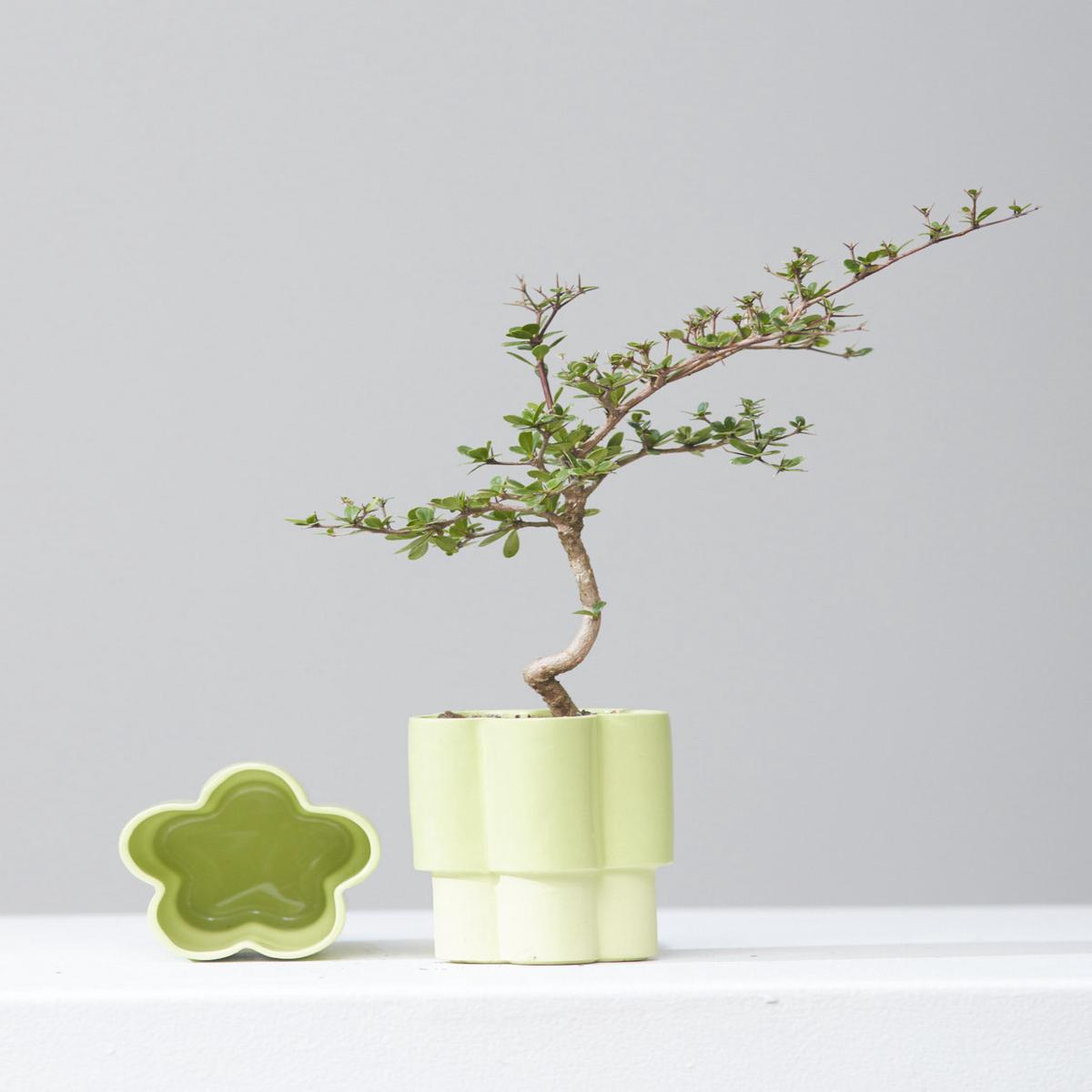 HIGH NOON ARTIST EDITION PLANTER - MATCHA, Small 3 Inch