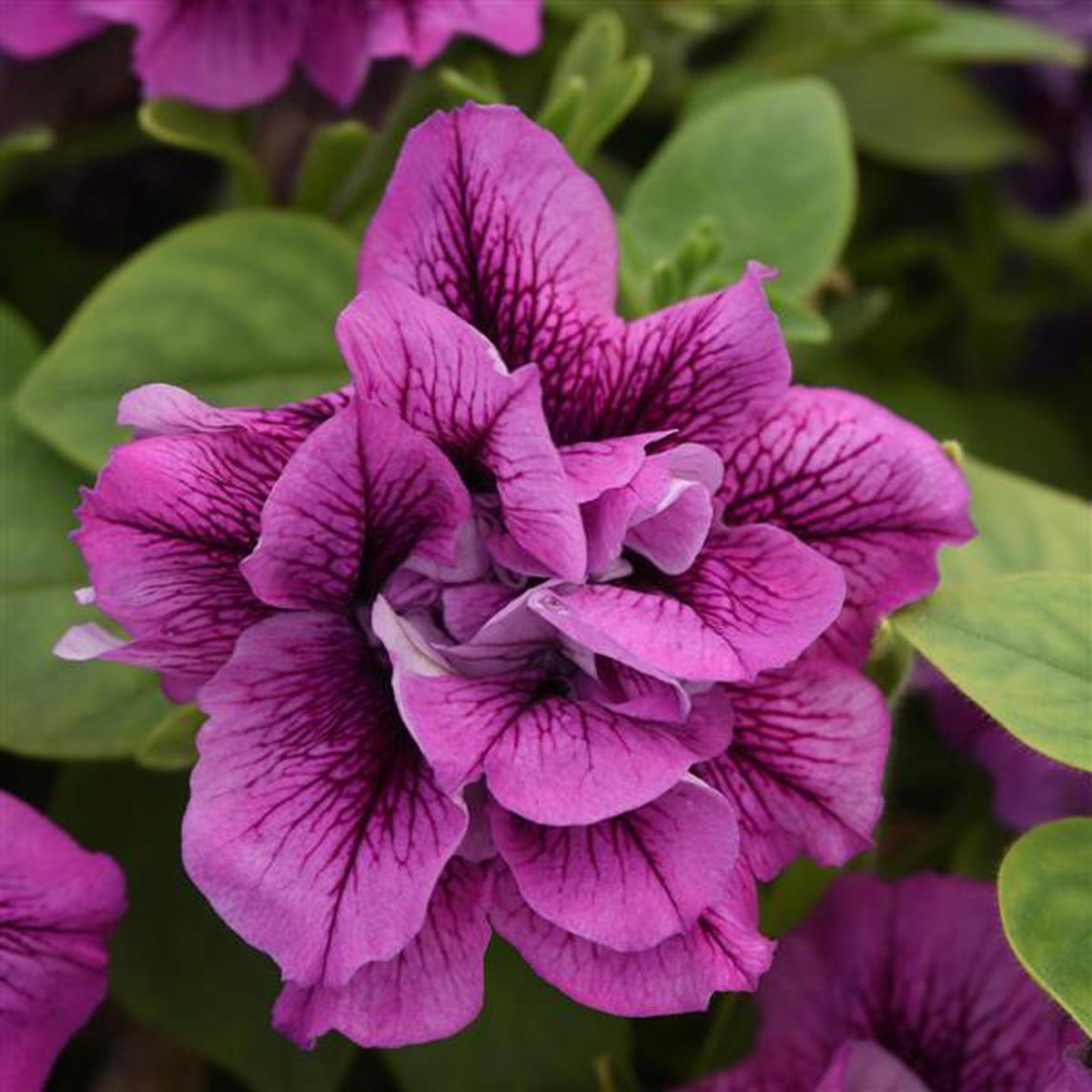 Petunia Vogue Lavender Vein 4"