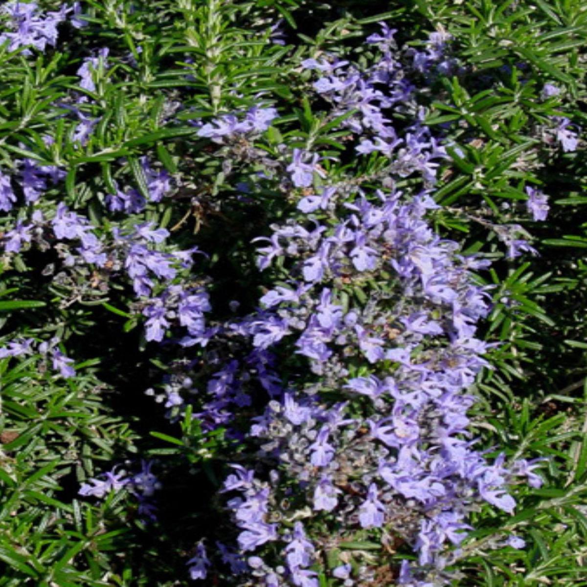 Rosemary Irene 4''