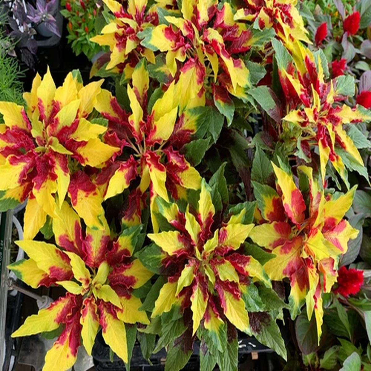 150 TRICOLOR AMARANTHUS PERFECTA Summer Poinsettia Amaranth Flower Seeds *CombSH