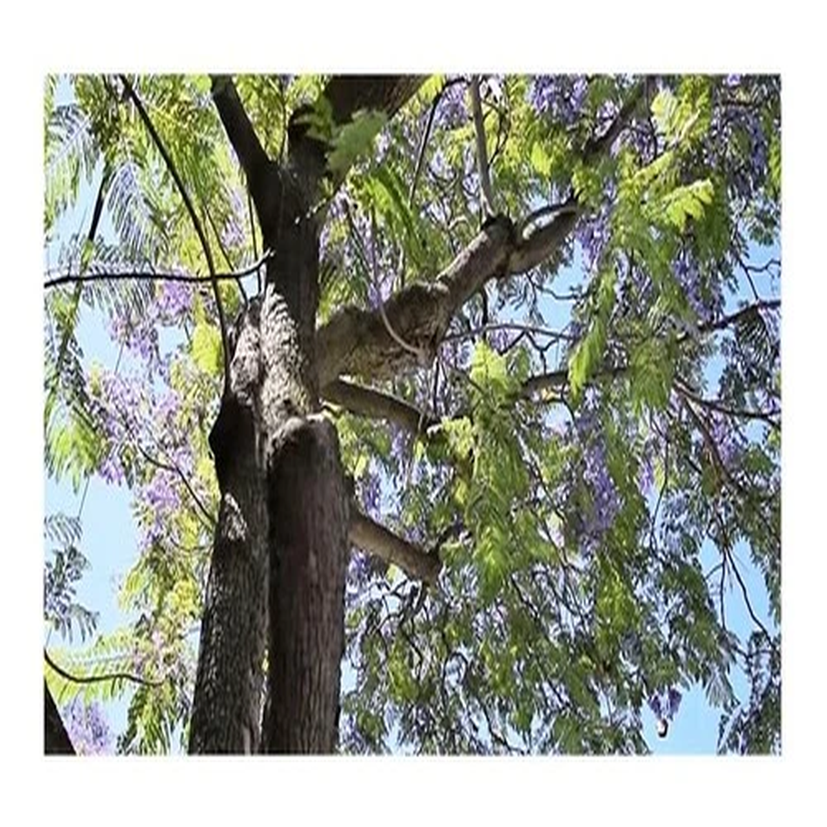 20x Jacaranda mimosifolia Rosewood Tree Plants - Seeds B1640