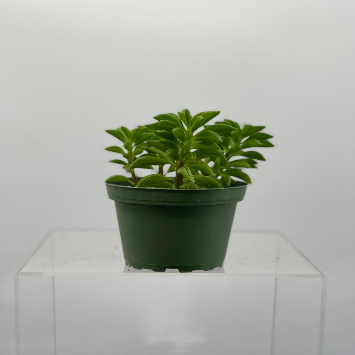 4" Peperomia Axillaris