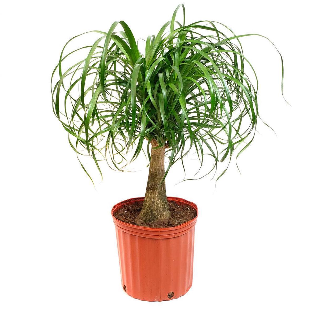 Beaucarnia/Ponytail Palm Guatemal (Branched) 10"