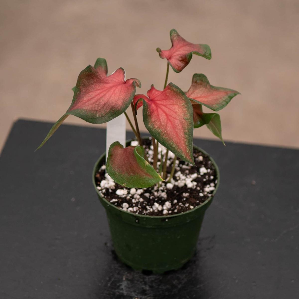 Caladium 'Fairytale Princess'