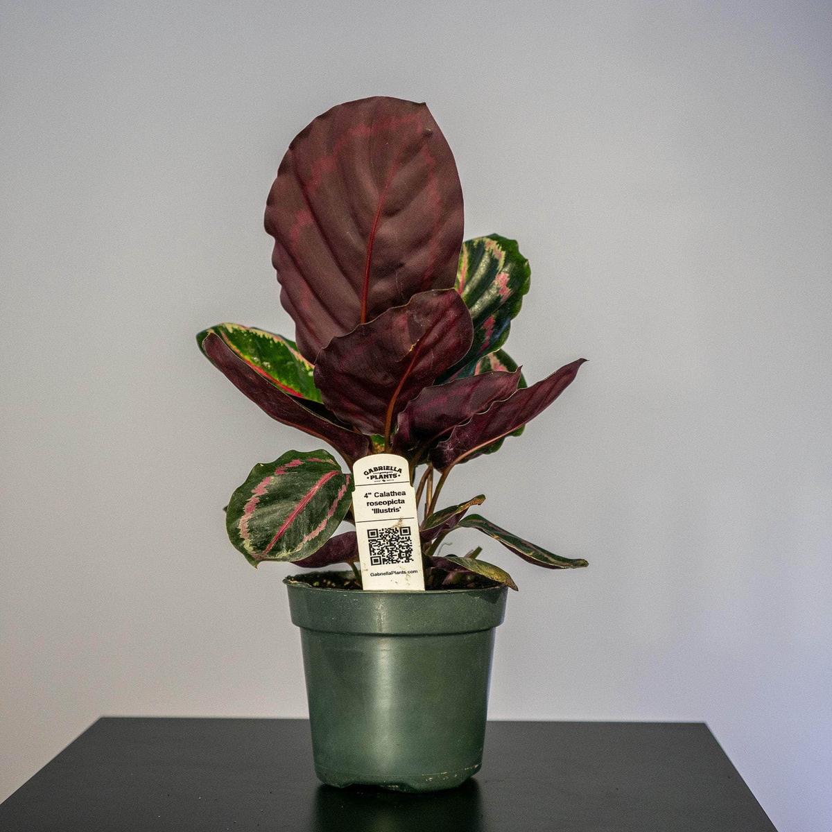 Calathea roseopicta 'Illustris'