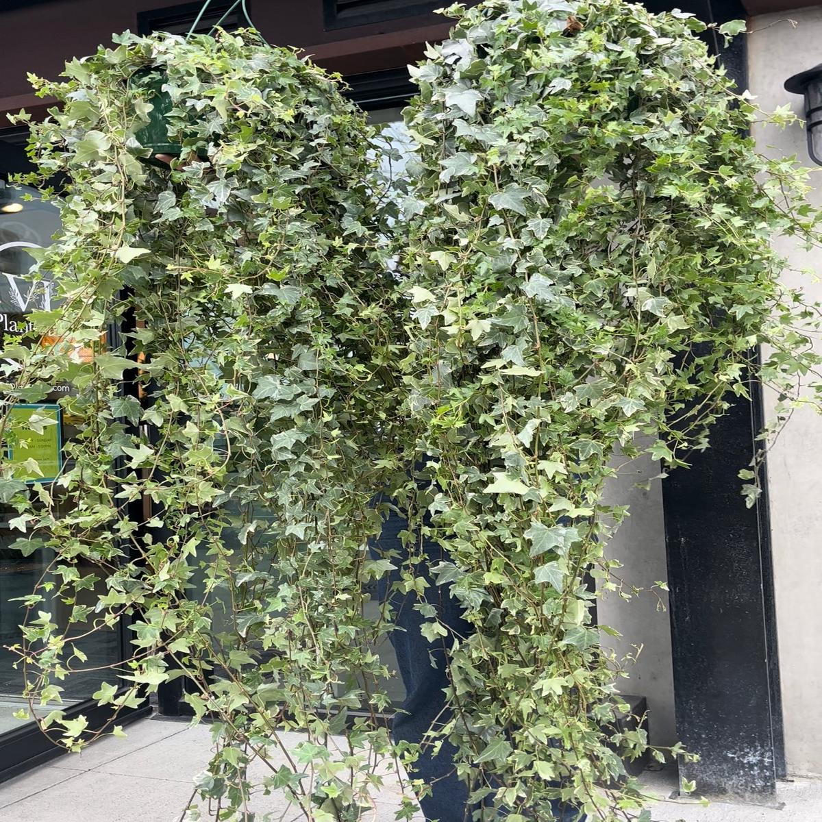 English Ivy (Variegated)