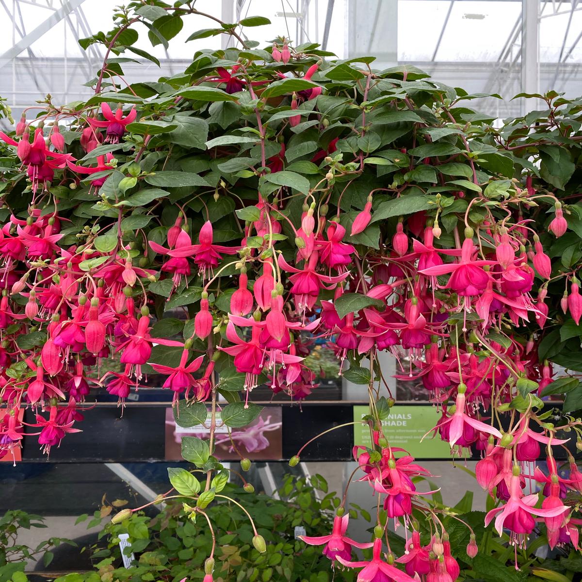 Fuchsia Basket | Trailblazer