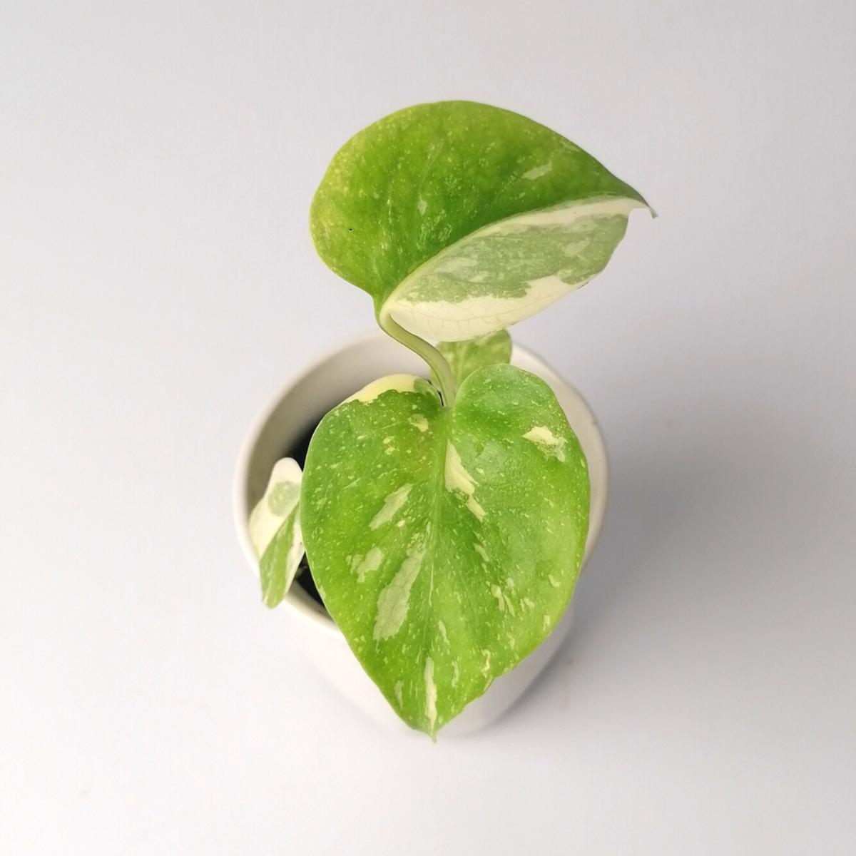 Monstera Thai Constellation "Baby Plant"