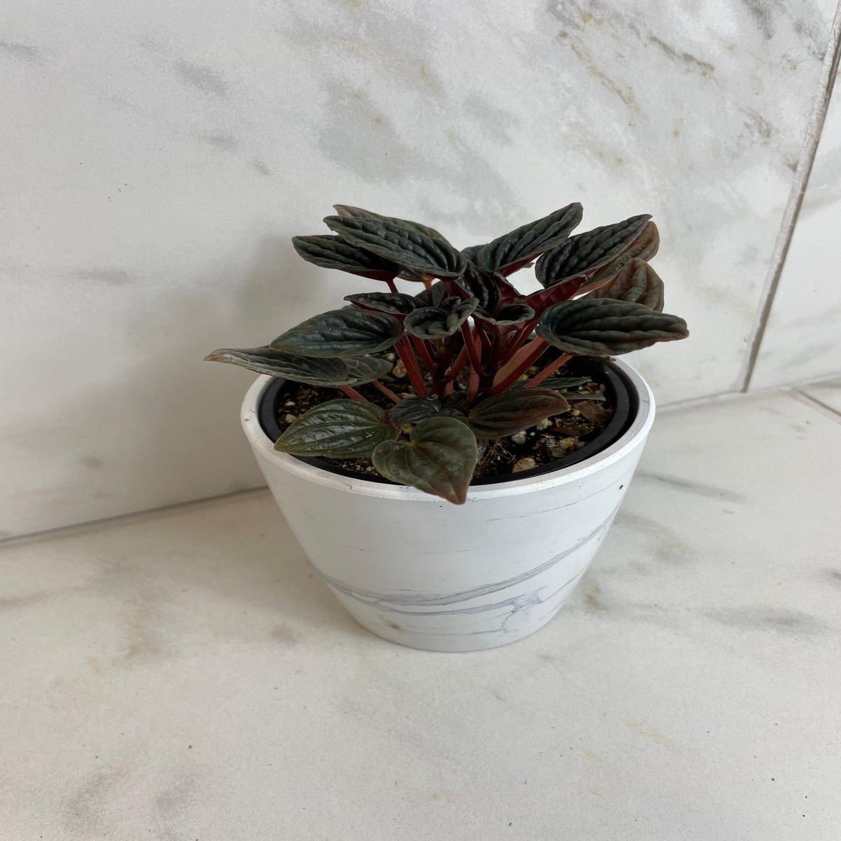 Peperomia Monte Video, 4" Plant