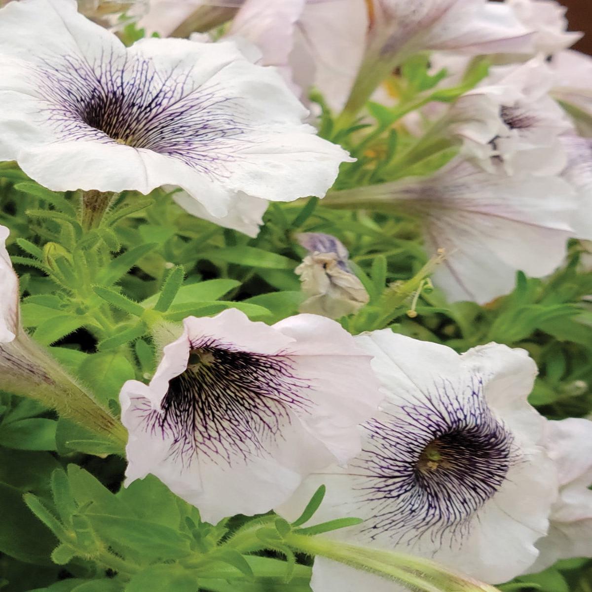 Petunia Crazytunia Black & White