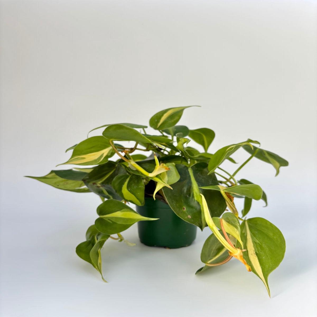 Philodendron Brasil 4"