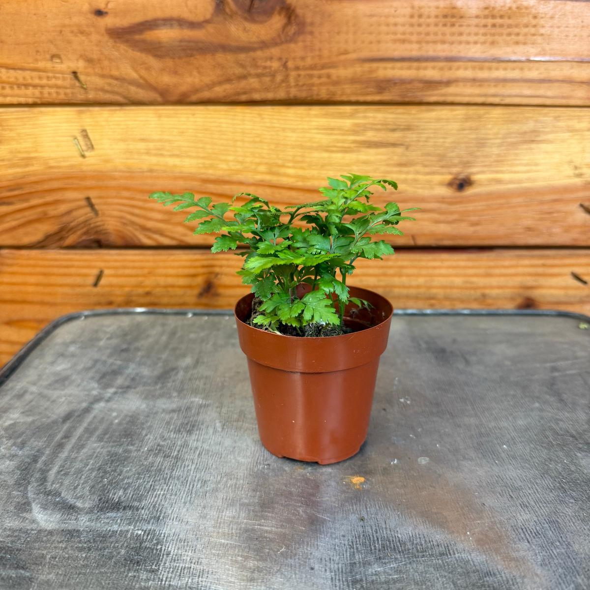 Rumohra adiantiformis Leatherleaf Fern, 2" Plant