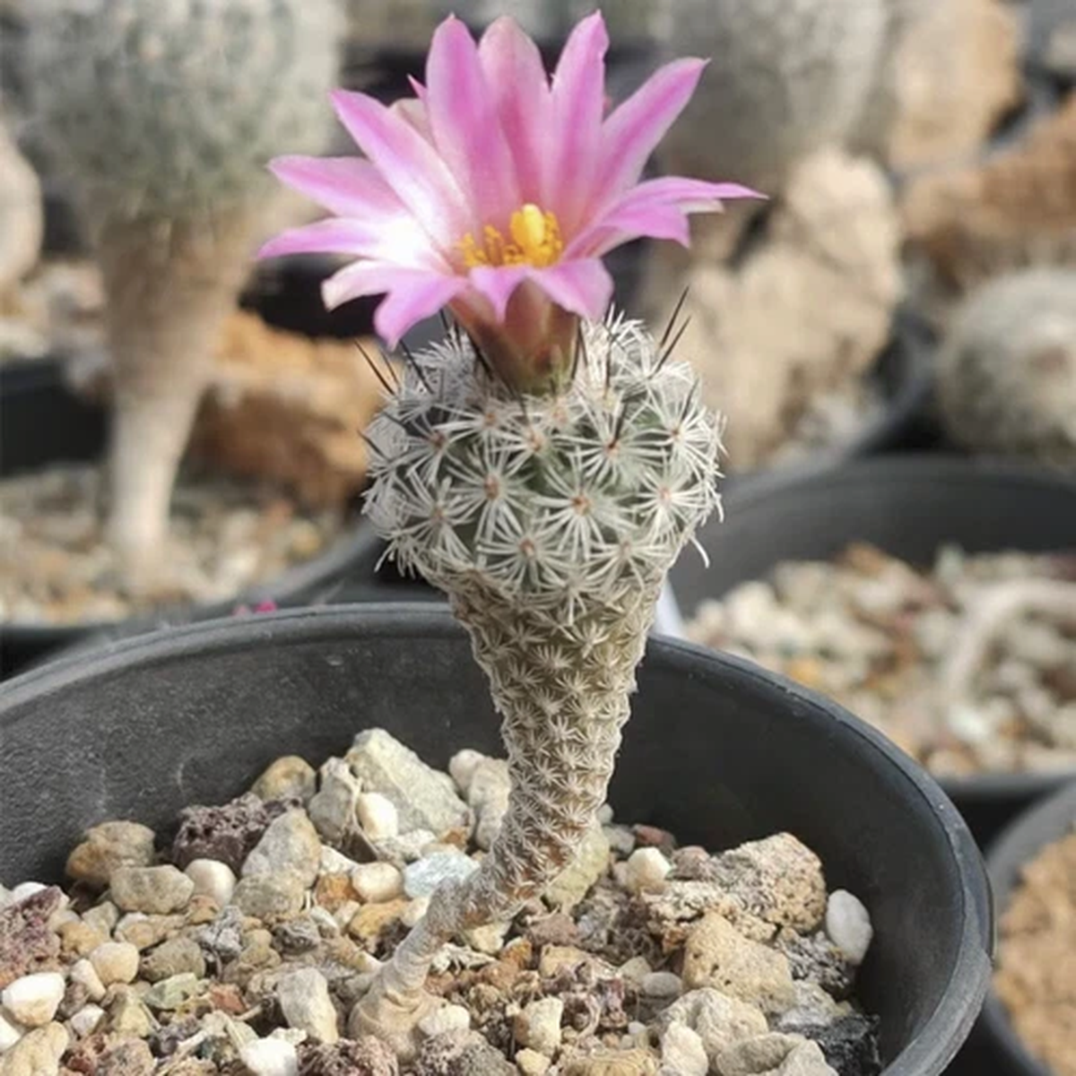 1.2CM Succulent Cactus Plant Turbinicarpus Booleanus Cactaceae Home Garden Plant