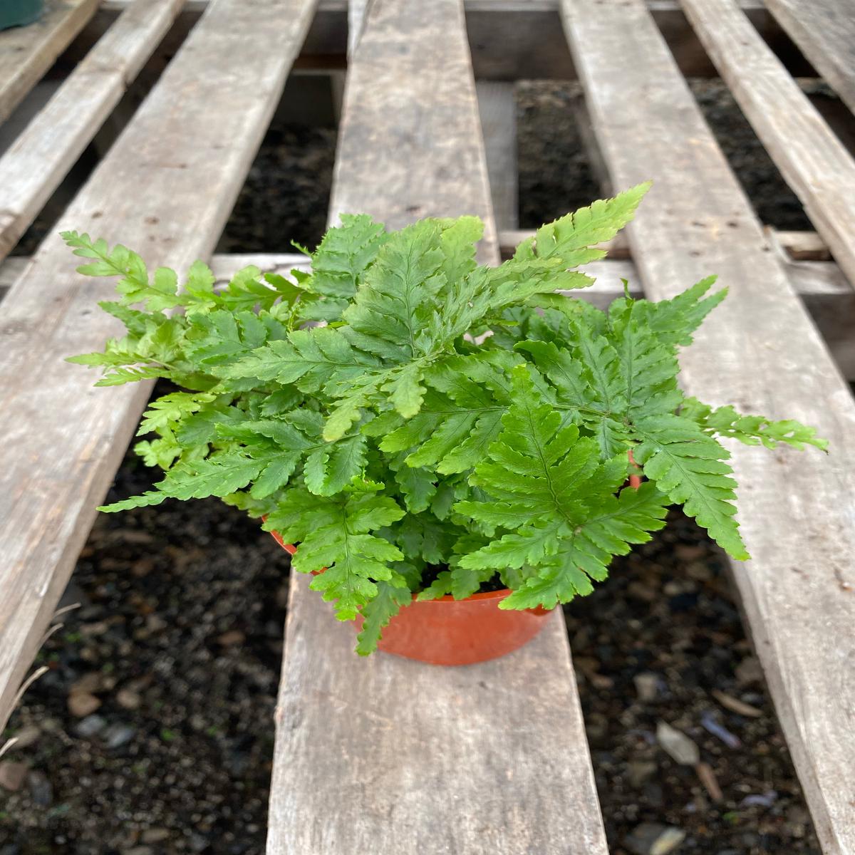 4" Fern, Autumn