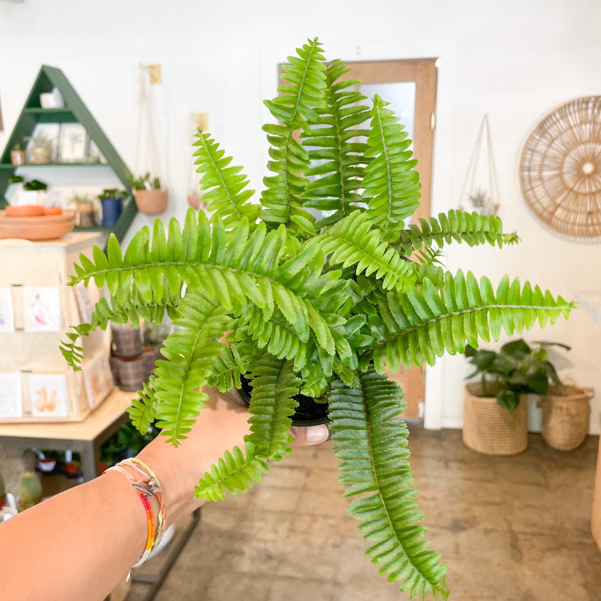 4" Jester's Crown Fern