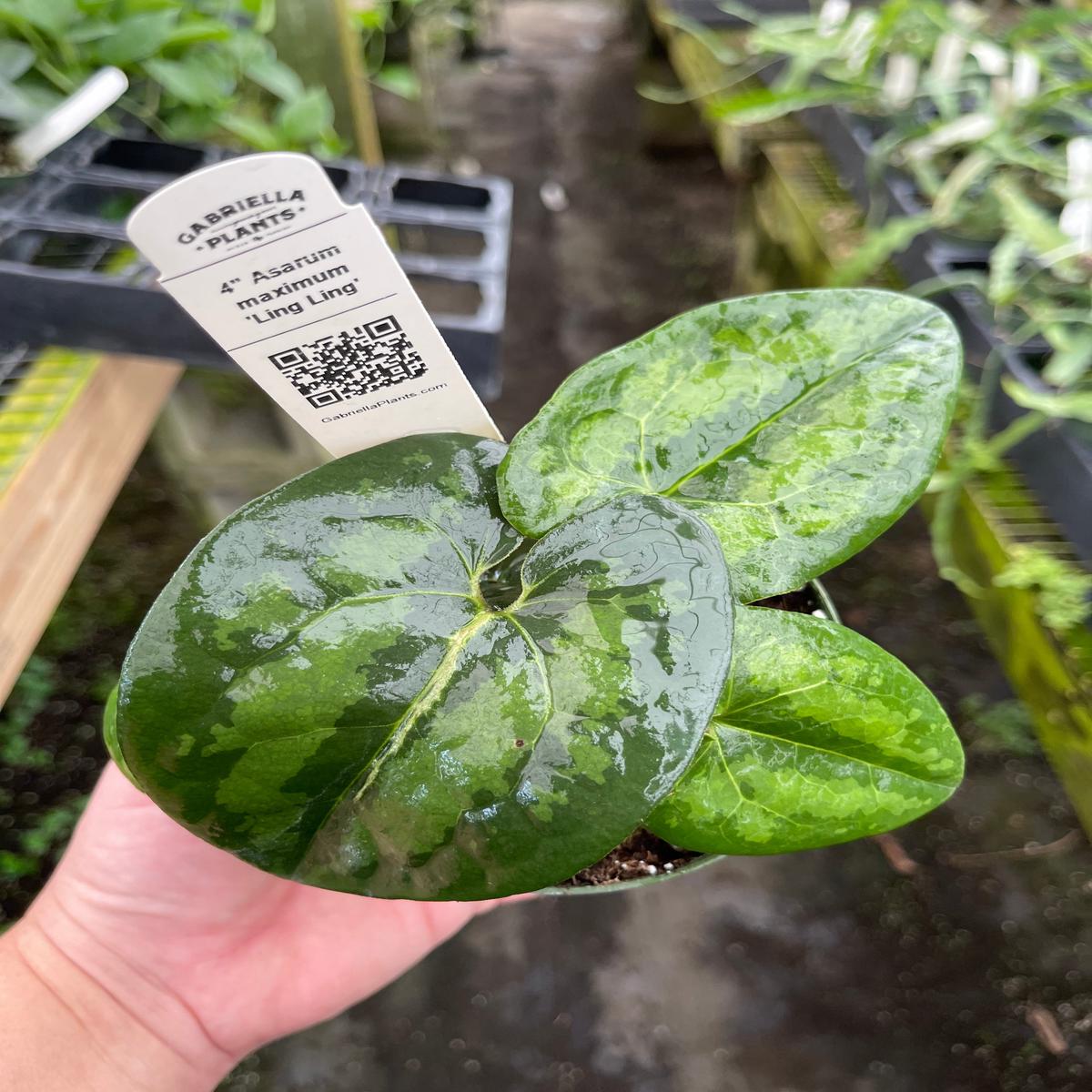 Asarum maximum 'Ling Ling'