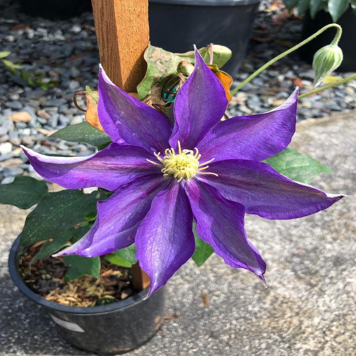 Clematis 'Daniel Deronda' 1G