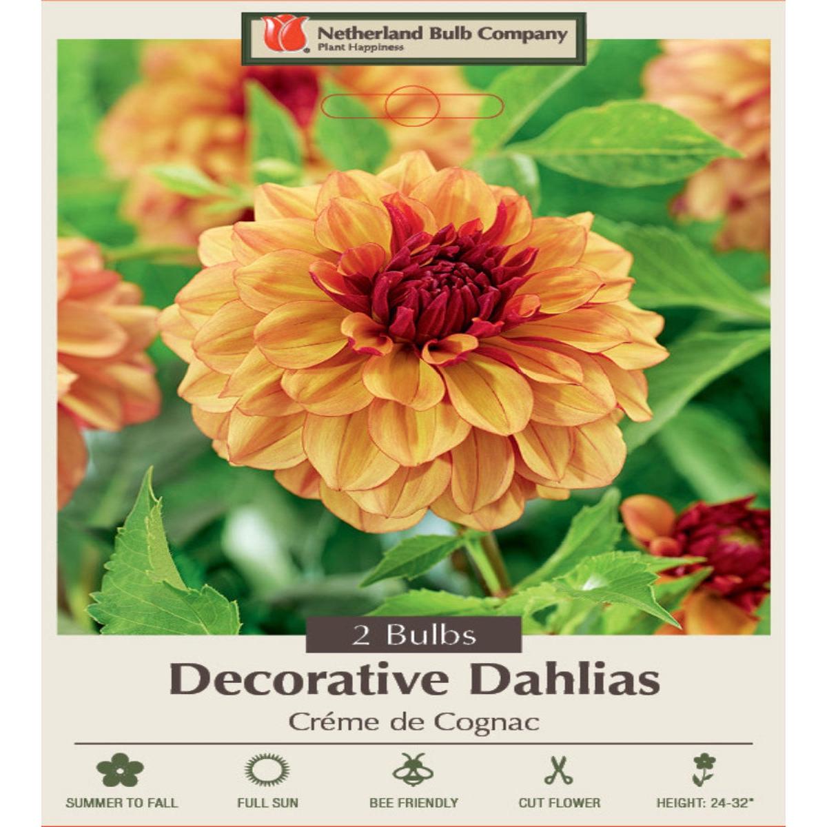 Dahlia Crme de Cognac