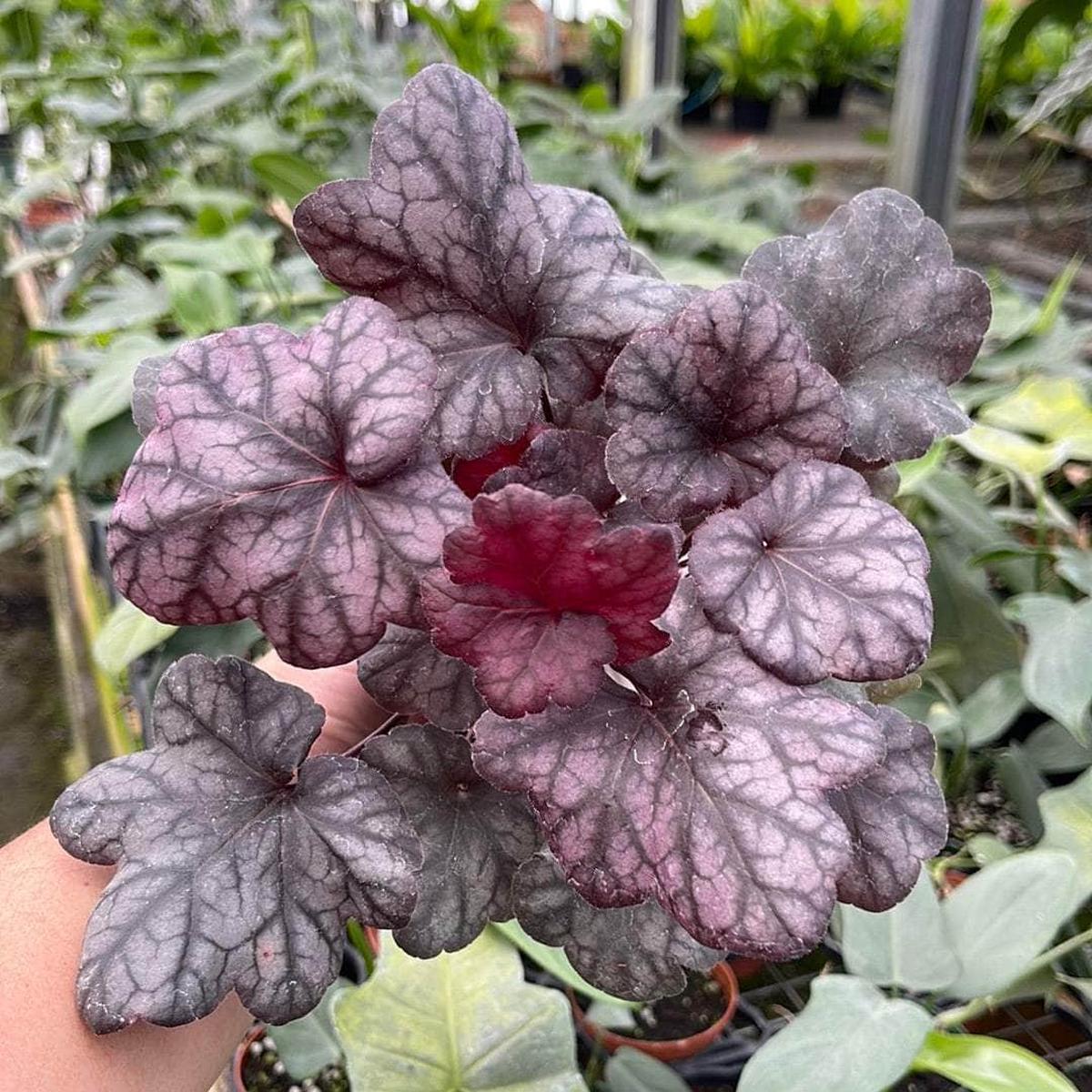 Heuchera 'Lucid Dreams Mysterious'