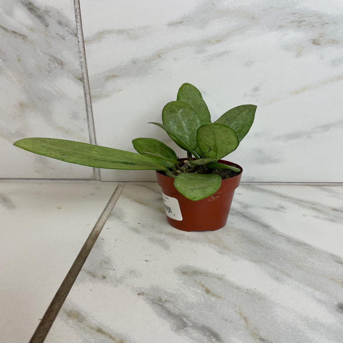 Hoya Silver Lady, 2" Plant