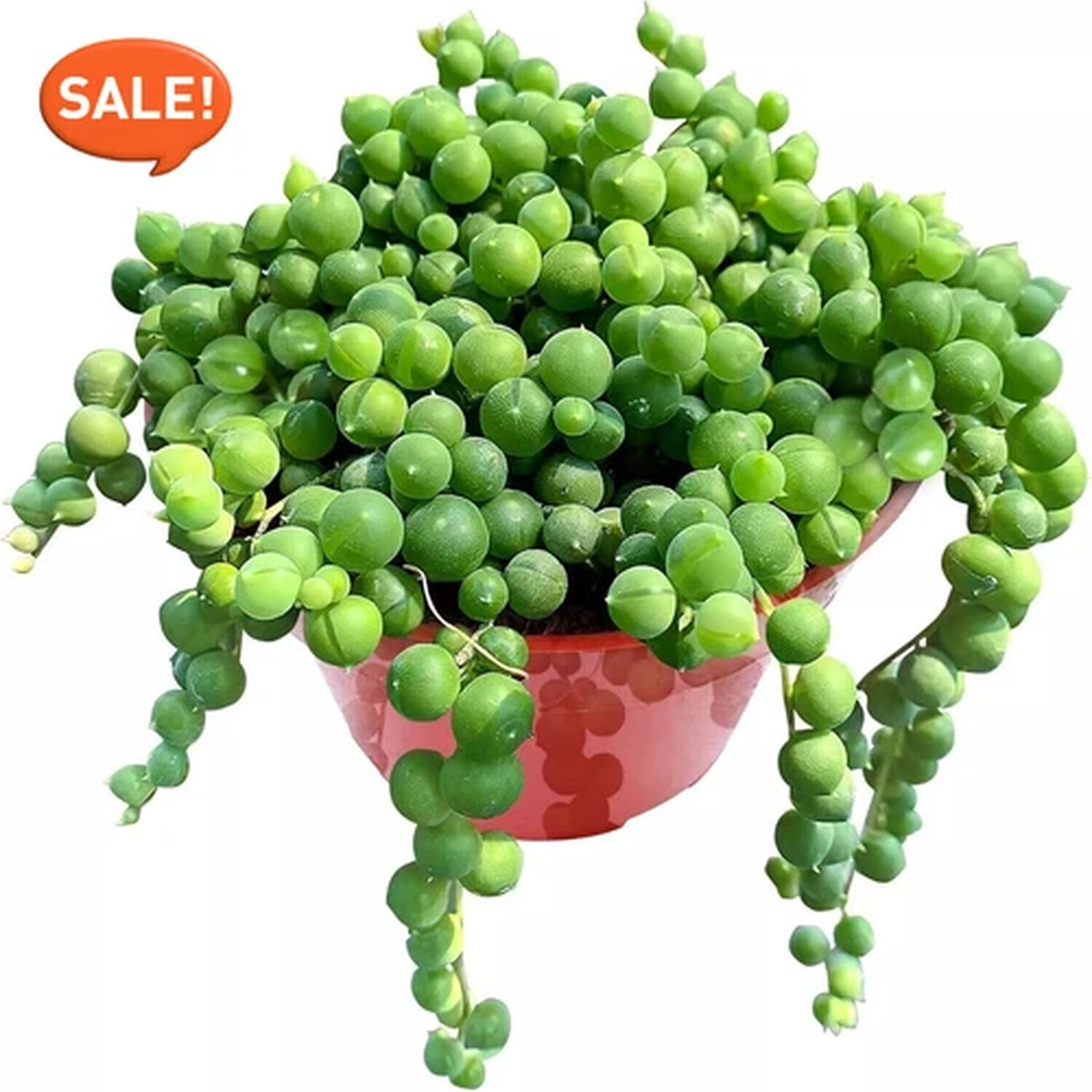 Live Succulent String of Pearls Live Plant Fully Rooted in 4" Pot with Soil