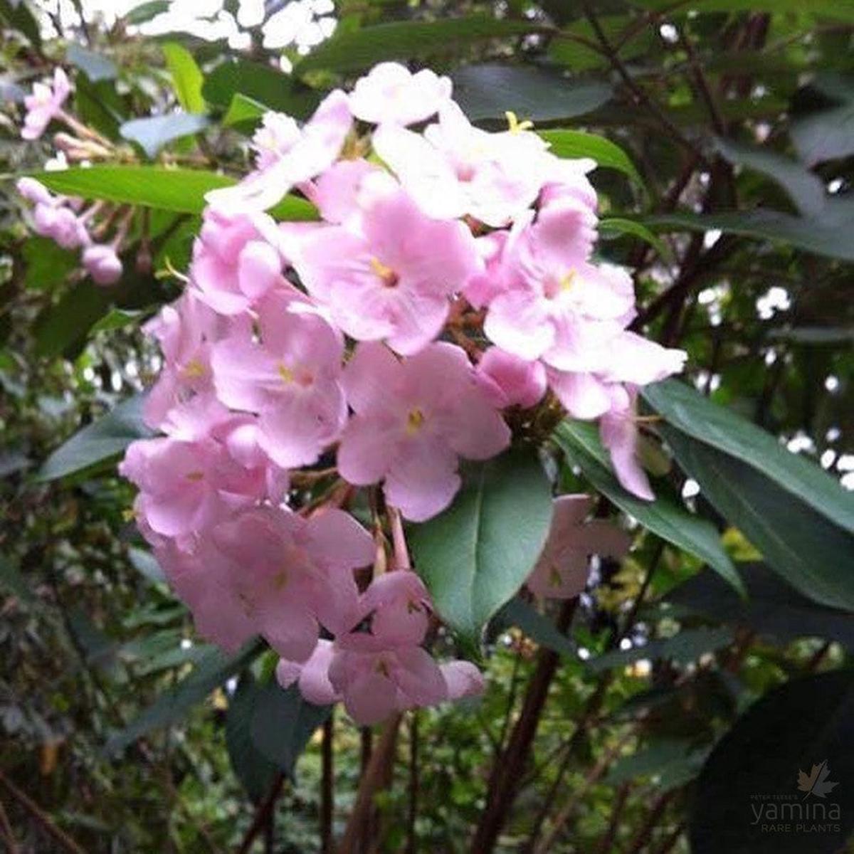 Luculia gratissima