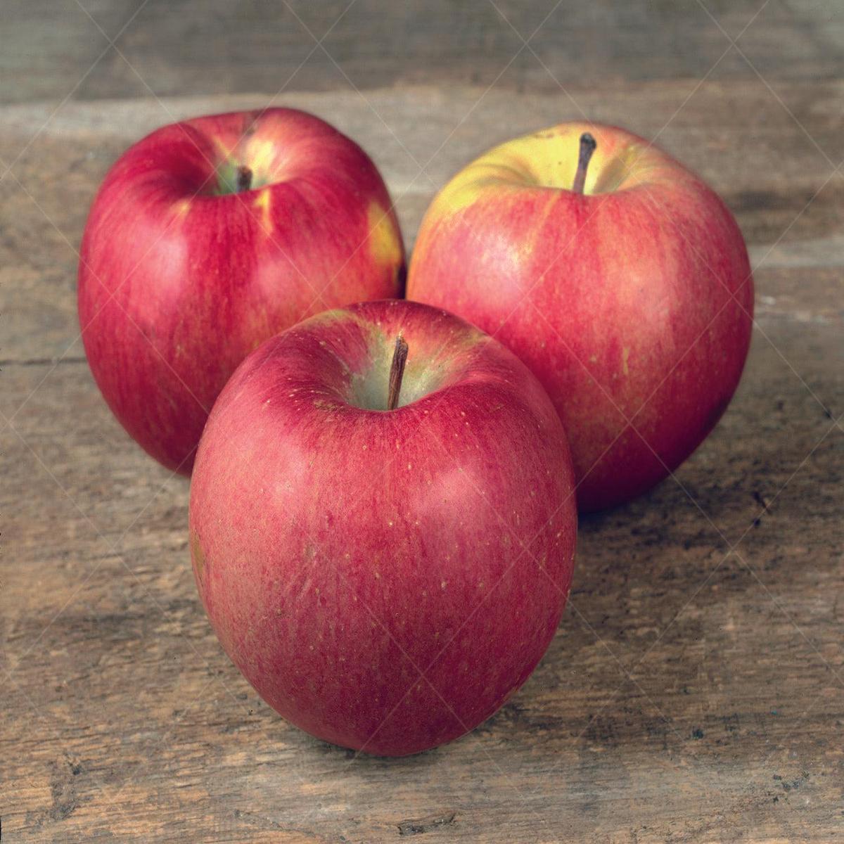 Northern Spy Apple Dwarf Tree