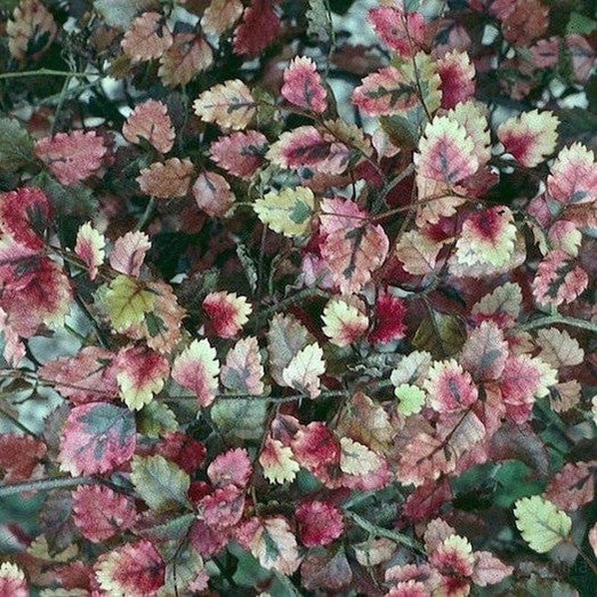 Nothofagus fusca