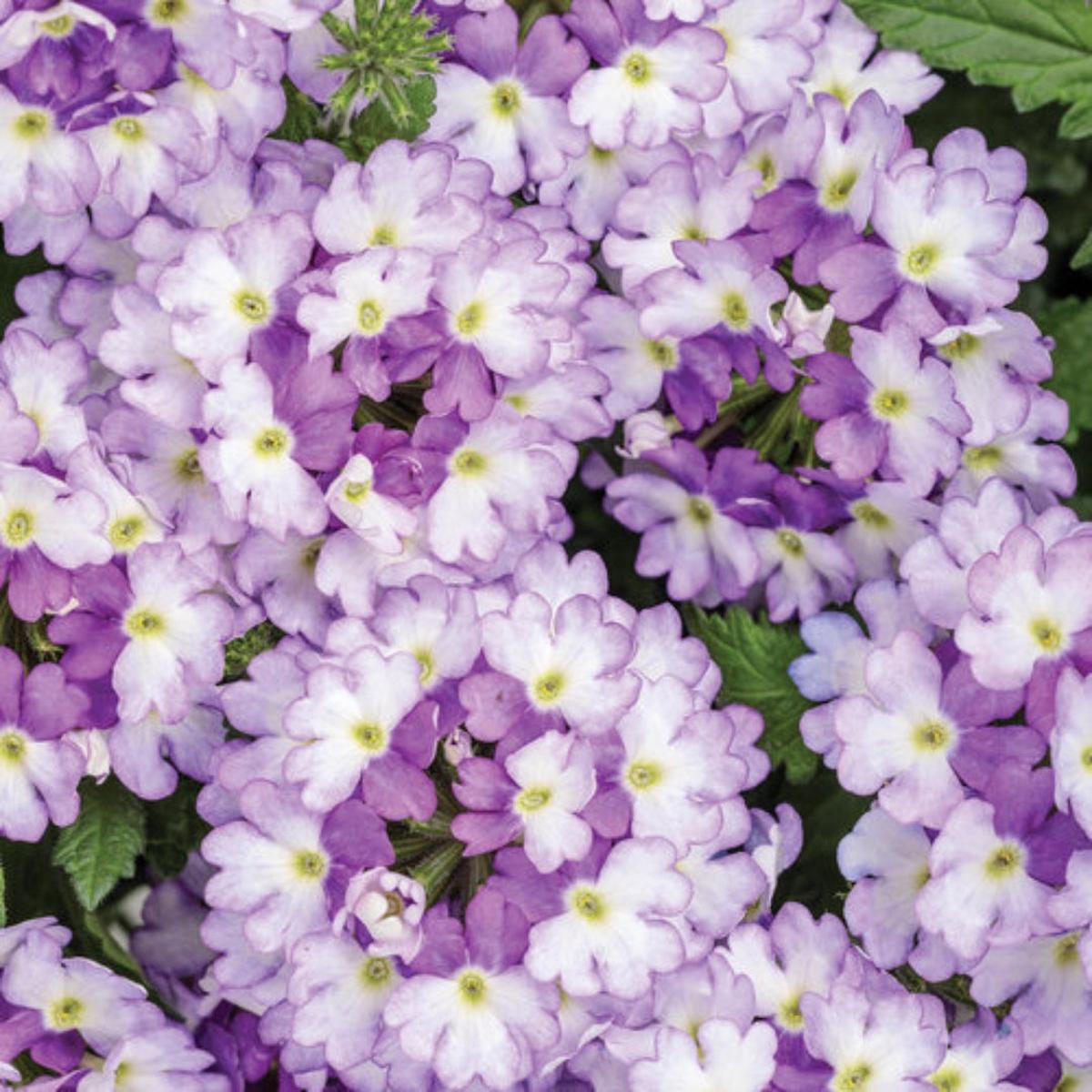 Proven Winners Verbena Superbena 'Sparkling Amethyst' 4.5"