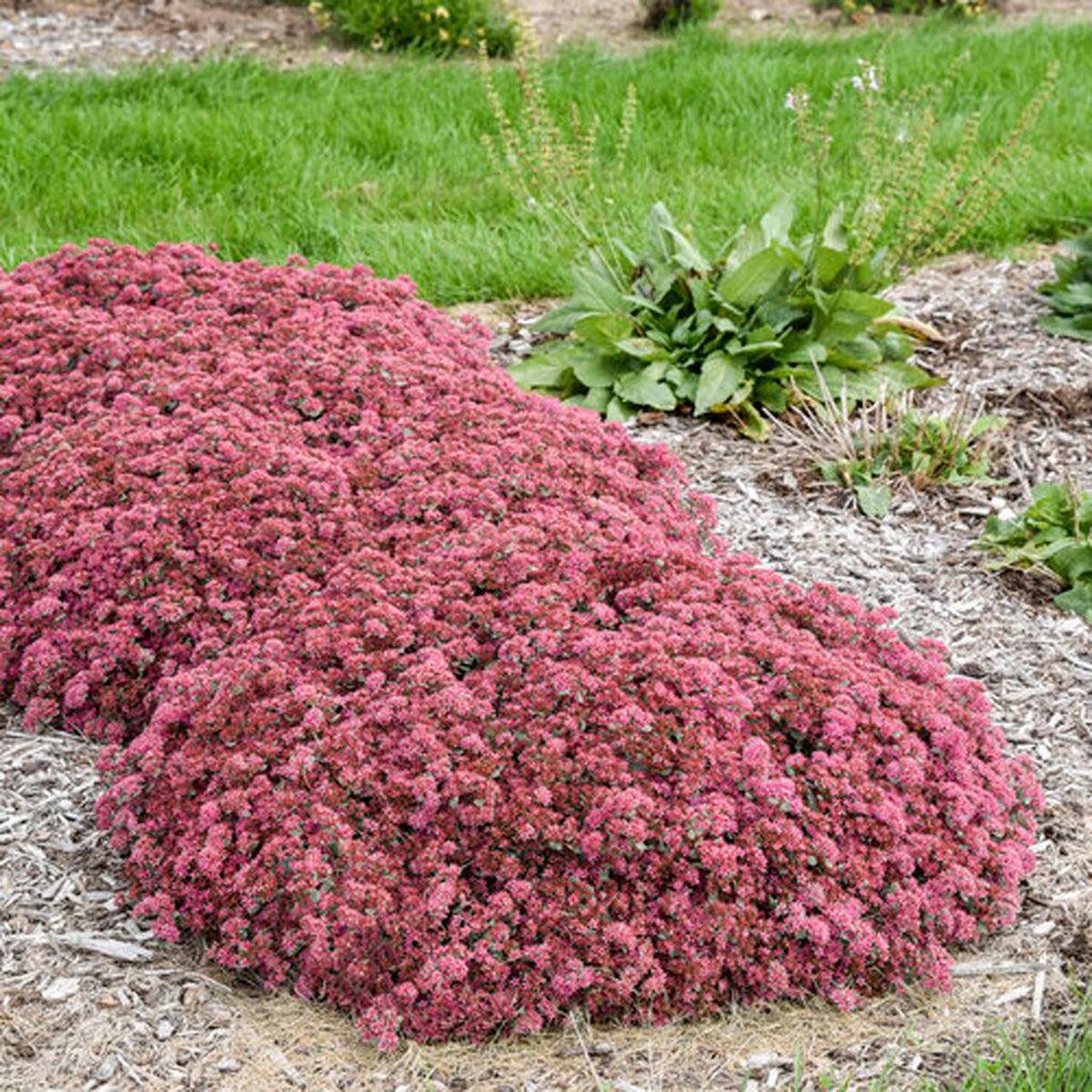 Rock 'N Grow Popstar Stonecrop Pw # 1 PW Cont
