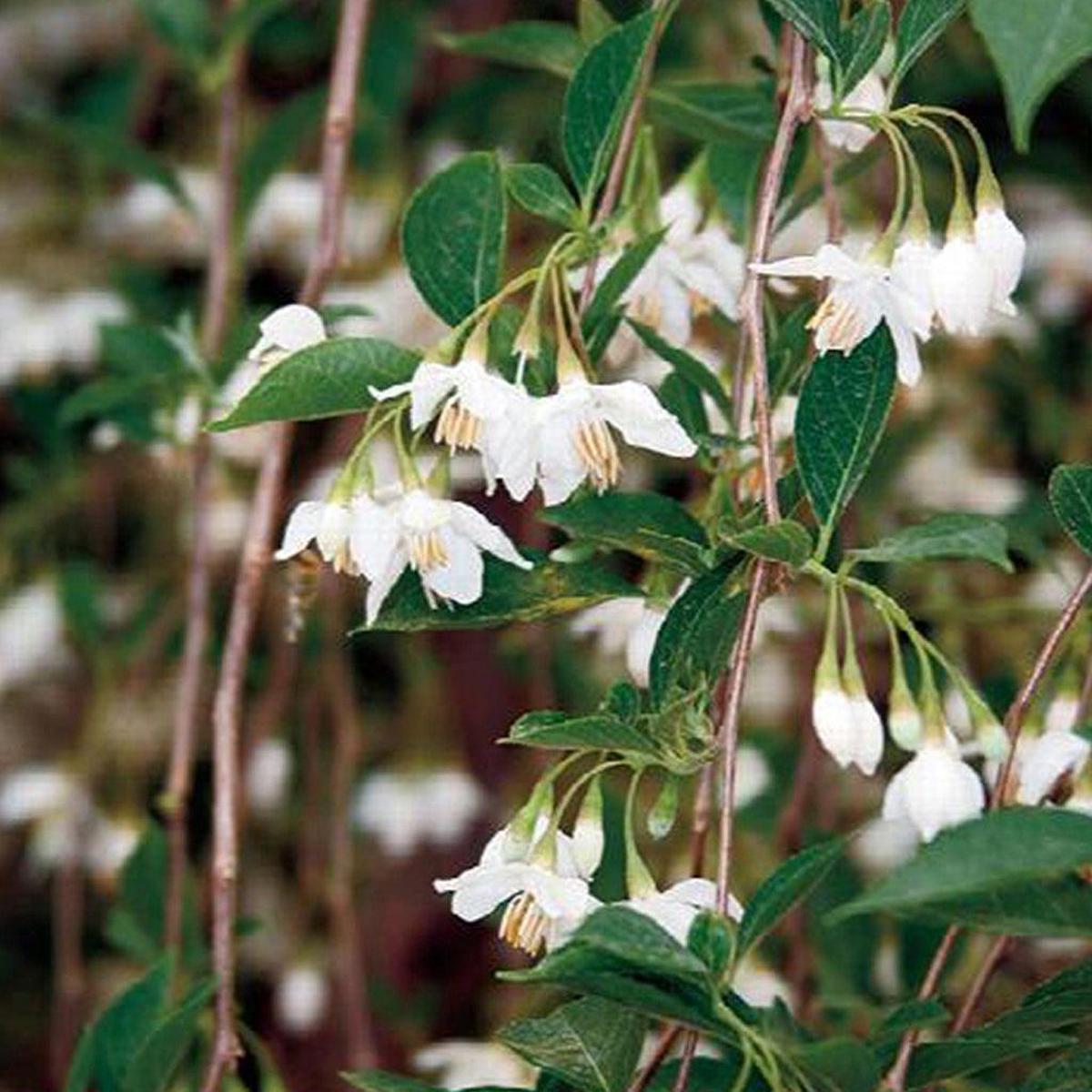 Snowcone Japanese Snowbell